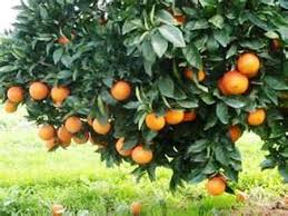 صادرات بهار مرکبات نارنگی مناسب